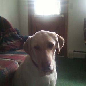 Meet your Posher, Joyce